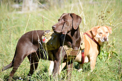 Customer's feedback---what a wonderful dog vest！