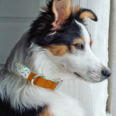 Cute Flower Dog Collars For Girl Female Small Medium Large