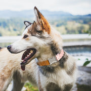 Cute Flower Dog Collars For Girl Female Small Medium Large