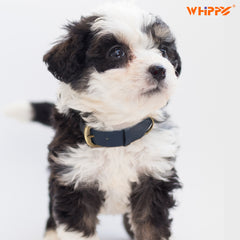 Soft Comfort Leather Dog Collar With Strong Metal Buckle