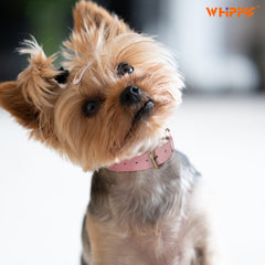 Soft Comfort Leather Dog Collar With Strong Metal Buckle