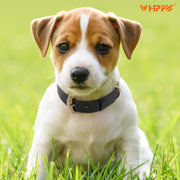 Soft Comfort Leather Dog Collar With Strong Metal Buckle