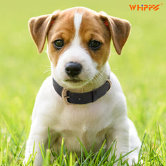 Soft Comfort Leather Dog Collar With Strong Metal Buckle