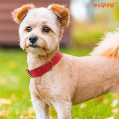 Soft Comfort Leather Dog Collar With Strong Metal Buckle