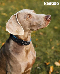 Comfortable Neoprene Padded Reflective Dog Pet Collar