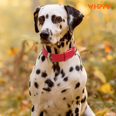 Soft Comfort Leather Dog Collar With Strong Metal Buckle