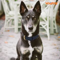 Soft Comfort Leather Dog Collar With Strong Metal Buckle