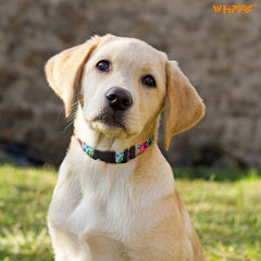 WHIPPY Girl Floral Collar for Small Medium Large Dog Adjustable Lightweight Nylon Flower Print Dog Collar with Quick Release Buckle Personalized Soft Comfortable Puppy Collar